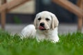 little labrador retriever puppy lies on the grass and yawns and shows the tip of the tongue Royalty Free Stock Photo