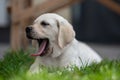 little labrador retriever puppy lies on the grass and yawns. eyes almost closed. long pink tongu Royalty Free Stock Photo