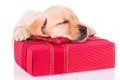 Little labrador retriever is sleeping on a red present box