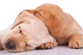 Little labrador retrievers sleeping Royalty Free Stock Photo