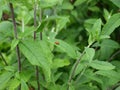 Little Lady Bug On A Big Broadleaf Plant