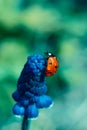 Little lady bug or lady bird insect on flower of blue colored muscari on bokeh blurred backdrop.