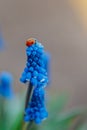 Little lady bug or lady bird insect on flower of blue colored muscari on bokeh blurred backdrop. Royalty Free Stock Photo