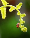 Little lady bug on green fern leaves in the morning light Royalty Free Stock Photo