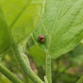 Little lady bug in a leaf Royalty Free Stock Photo