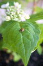 Little lady bug Royalty Free Stock Photo