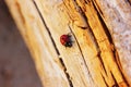 Little ladybird beetle on the pine log or wood