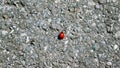 Little ladybug on the asphalt surface. Royalty Free Stock Photo