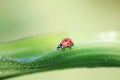 little ladybug crawling on green grass covered with drops of dew Royalty Free Stock Photo