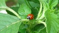 Little Ladybug Crawling Up and Down a Plant. Little Ladybug in its natural habitat.