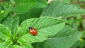 Little Ladybug Crawling Up and Down a Plant. Little Ladybug in its natural habitat.