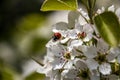 Little ladybug crawls on white spring flowers