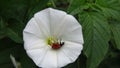 Little Ladybug Fallen on a Beautiful White Flower.