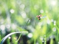 Little ladybug flies over the green grass covered with shiny dew Royalty Free Stock Photo