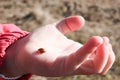 A little ladybug / ladybird walks in a little girl`s hand