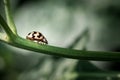 Little ladybug Royalty Free Stock Photo