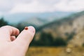 Little ladybug perched on the thumb skin of a girl`s hand Royalty Free Stock Photo