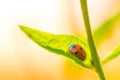 Little ladybug in a piece of grass Royalty Free Stock Photo