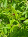 Little ladybug - red bug sits on a green leaf. Royalty Free Stock Photo
