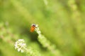Little ladybug sitting on a flower Royalty Free Stock Photo
