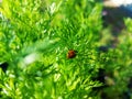 Little ladybug sitting among grass Royalty Free Stock Photo