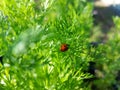 Little ladybug sitting among grass Royalty Free Stock Photo
