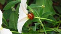 Little Ladybug in its natural habitat. Little Ladybug Walking on a Beautiful White Flower.