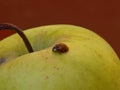 Little Ladybug walking on a yellow organic apple. Little Ladybug Walking up / Crawling up. Environment protection, gardening.