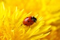 Little ladybug on yellow dandelion flower macro Royalty Free Stock Photo