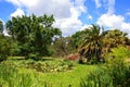 Little lagoon with aquatics plants