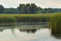 Lake overgrown with dense bulrush bushes, rich green vegetation of cane and willows on river bank, quiet and peaceful summer