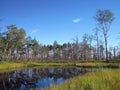 Little lake in swamp, Lithuania Royalty Free Stock Photo