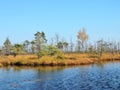 Lake and trees in swamp Royalty Free Stock Photo