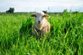Little lamb on a background of green grass Royalty Free Stock Photo