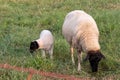 Little lamb with black head and attentive mother sheep caring for the grazing sheep in organic pasture farming with relaxed sheep Royalty Free Stock Photo