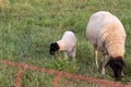 Little lamb with black head and attentive mother sheep caring for the grazing sheep in organic pasture farming with relaxed sheep Royalty Free Stock Photo