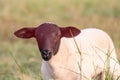 Little lamb with black head and attentive mother sheep caring for the grazing sheep in organic pasture farming with relaxed sheep Royalty Free Stock Photo