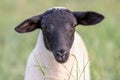 Little lamb with black head and attentive mother sheep caring for the grazing sheep in organic pasture farming with relaxed sheep Royalty Free Stock Photo