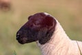 Little lamb with black head and attentive mother sheep caring for the grazing sheep in organic pasture farming with relaxed sheep Royalty Free Stock Photo