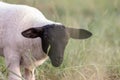 Little lamb with black head and attentive mother sheep caring for the grazing sheep in organic pasture farming with relaxed sheep Royalty Free Stock Photo