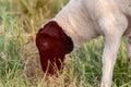 Little lamb with black head and attentive mother sheep caring for the grazing sheep in organic pasture farming with relaxed sheep Royalty Free Stock Photo