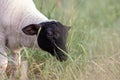 Little lamb with black head and attentive mother sheep caring for the grazing sheep in organic pasture farming with relaxed sheep Royalty Free Stock Photo