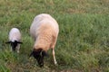 Little lamb with black head and attentive mother sheep caring for the grazing sheep in organic pasture farming with relaxed sheep Royalty Free Stock Photo