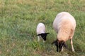 Little lamb with black head and attentive mother sheep caring for the grazing sheep in organic pasture farming with relaxed sheep Royalty Free Stock Photo