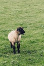 Little lamb bleating for his mother Royalty Free Stock Photo