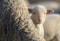 Little lamb curious and scared hiding behind her mother