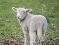 Little lamb Royalty Free Stock Photo