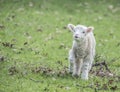 Little lamb Royalty Free Stock Photo