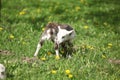 Little lamb with dandelions in spring