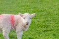 Little Lamb in a Grass Meadow